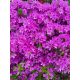  Rhododendron és azálea lila, kék palánta edényben 0,5-1l 10-25 cm