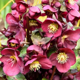    KELET-HELLEBORE CSINOS ELLEN LILA~~ TÉLEN NEM Vásárol leveleket