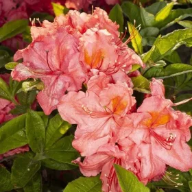    Rhododendronok és azáleák, palánták 1-2 literes edényben, 30-45 cm