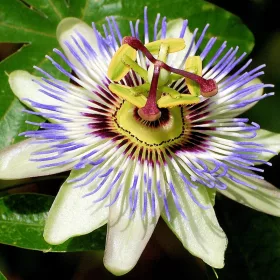    Passiflora BLUE PASSION FLOWER egyedi A LEGSZÉPSÉGES CREEPER palánta