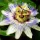  Passiflora BLUE PASSION FLOWER egyedi A LEGSZÉPSÉGES CREEPER palánta