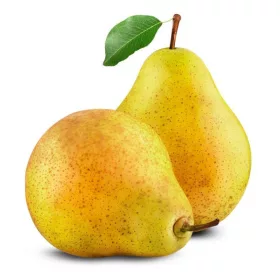  Cukorkörte palánta 120-150 cm-es bálában