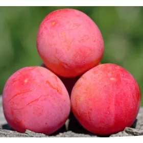    Greengage szilva, rózsaszín palánta 120-150 cm-es bálában