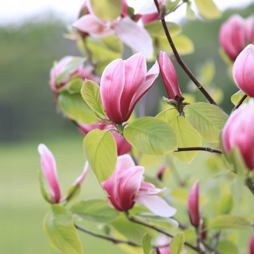  Magnólia és tulipánfák, palánták 1-2 literes edényben, 40-80 cm