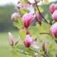  Magnólia és tulipánfák, palánták 1-2 literes edényben, 40-80 cm