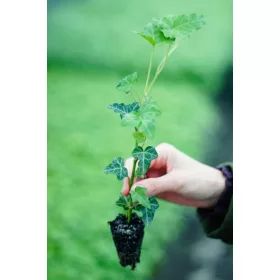  COMMON EVERGREEN Ivy 100 DB