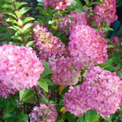 Hortenzia palánta 1-2l-es edényben, 20-50 cm