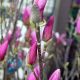  Magnóliák és tulipánfák, palánták 1-2 literes edényben, 60-90 cm