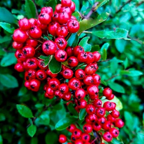  Scarlet Fireberry Kuntayi FAGYÁLLÓ ÖRÖGZÖLD sűrű cserje