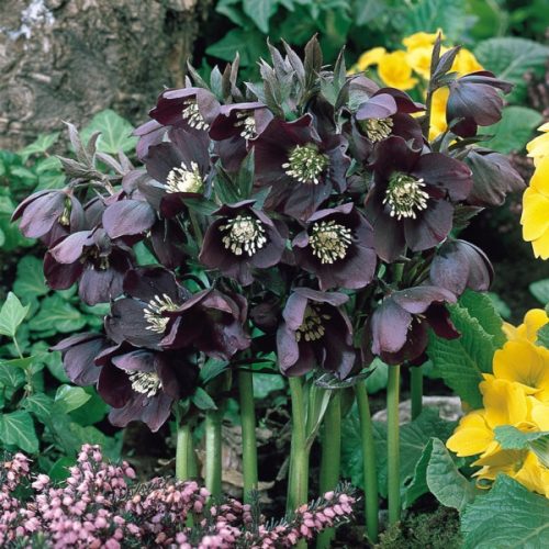  KELET HELLEBORE SINGLE BLACK - palánták cserépben