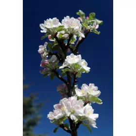    Malyukh almafák balerina palánta csupasz gyökérrel 60-80 cm