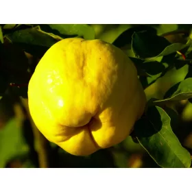    PREMIUM NAGY GYÜMÖLCSÖS BILMALOM konzervek AROMÁTUS palánták CIRCUMFERENCE XXL