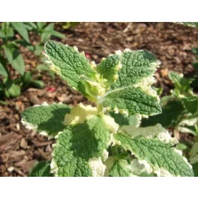  Ananász menta bicolor palánta áttelelő gyógynövény