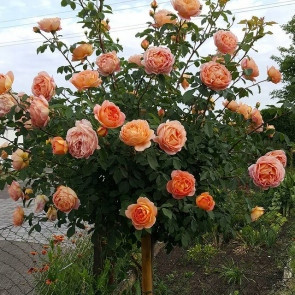  Rózsa a törzsön Narancs RÓZSAFA 537