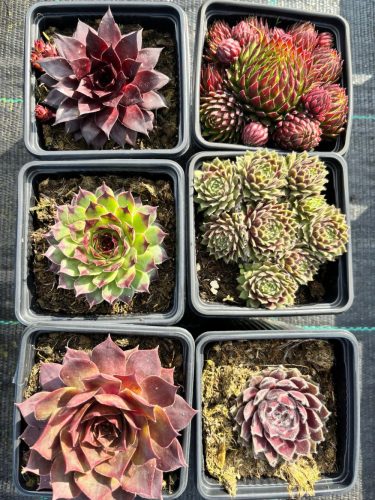  Rojniki Sempervivum Mix 6 darab!
