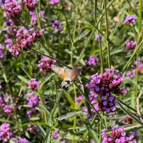    Patagóniai verbéna (Verbena Bonariensis) Nagy palántacserep P13