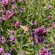  Patagóniai verbéna (Verbena Bonariensis) Nagy palántacserep P13