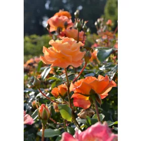 Narancs rózsa palánta 30 cm-es bálában