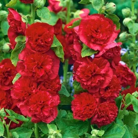  Alcea Mallow RED palánta 1 DB XXL MAGASSÁG 24H