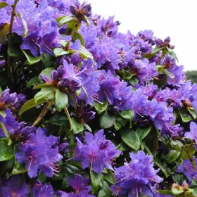    Rhododendron és azálea, palánták 1-2l-es edényben, 20-40 cm