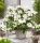  Hortenzia RUNAWAY BRIDE 'Snow White' (Hortenzia hibrid) Nagy palánta XL-C