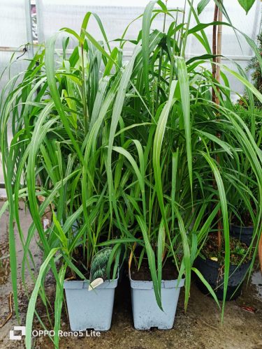  Kínai Miscanthus MEMORY nagy csemete XXL