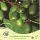  Actinidia tarka, mini kivi DR SZYMANOWSKI Actinidia kolomikta