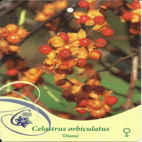  Kereklevelű fojtó DIANA Celastrus orbiculatus