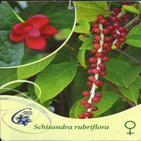    Piros virágú Schisandra nőstény, Schisandra rubriflora F