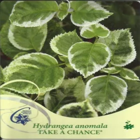  Hegymászó hortenzia VEGYEN ESZKÖZT Hortenzia anomala
