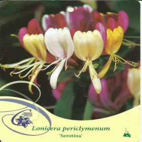  Lonc palánta 2-3 literes edényben
