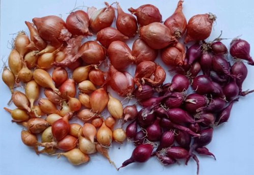  Újhagyma készlet 3x0,5 kg piros, sárga és metélőhagyma tavaszi keményítéshez