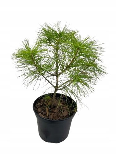  Himalájai fenyő PINUS GRIFFITHI 2L-C2 cserépben