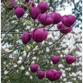    Magnólia és tulipánfa palánta 2-3l-es edényben, 110-130 cm