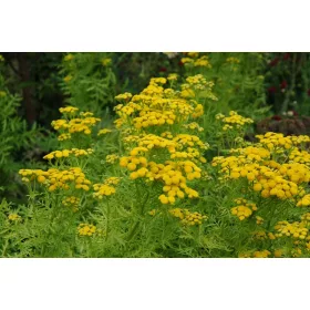    Közönséges tansy kullancs ellen 12 db 1 éves palánta + mentes