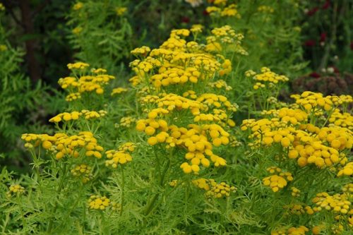  Közönséges tansy kullancs ellen 12 db 1 éves palánta + mentes