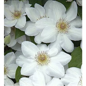  Clematis palánta 2-3 literes edényben