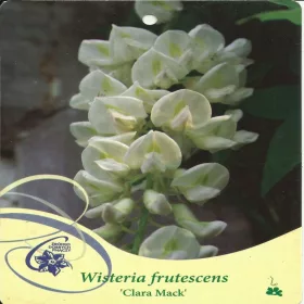  Wisteria palánta 2-3 literes edényben
