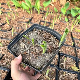    Funkia 'Blue Angel' POT P16-ban, három éves, jól gyökerező (Hosta)