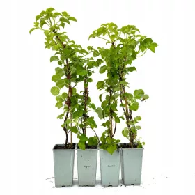    Hegymászó hortenzia petiolaris hortenzia 40cm+ 4 db-os készlet