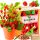 Rugia erdei eper mag 275 g