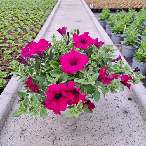  Petunia Hybrida Purple palánta 2-3 literes edényben
