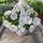  Petunia Hybrida Pearl White palánta 2-3 literes edényben