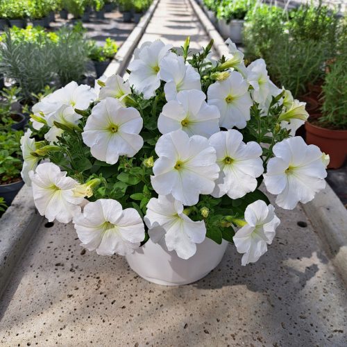  Petunia Hybrida Pearl White palánta 2-3 literes edényben