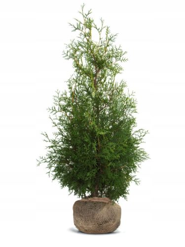  BRABANT tuja csomag 180-200 cm - 10 db.