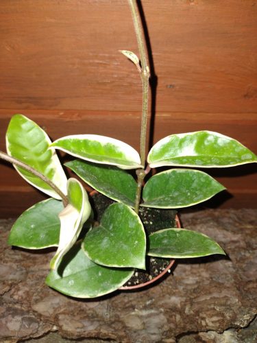  Hoja KRIMSON QUEEN palánta 0,5l-es edényben
