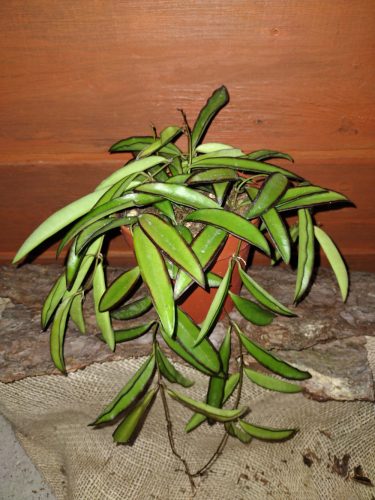  Hoja WAYETTI palánta 0,5l-es edényben