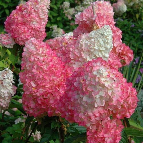  Hortenzia SUNDAE FRAISE* prémium, magassága 80 cm, HIT