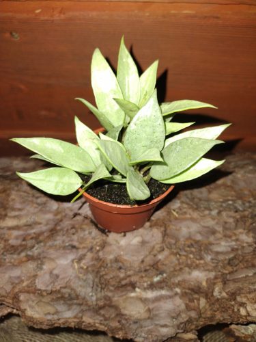  Hoja LACUNOSA palánta 0,5 literes edényben