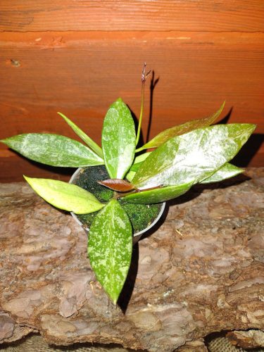  Hoja GRACILIS palánta 0,5l-es edényben